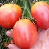 Pink flamingo paradajz: recenzije, fotografije, prinos